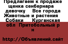 Предлагаем к продаже щенка сенбернара - девочку. - Все города Животные и растения » Собаки   . Курганская обл.,Притобольный р-н